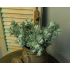 Senecio bush grey