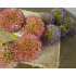 Allium purple 75 cm