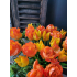 Papegaai tulp Orange 40cm