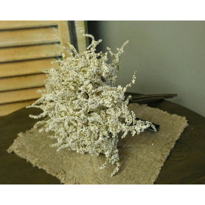 Limonium creme/wit