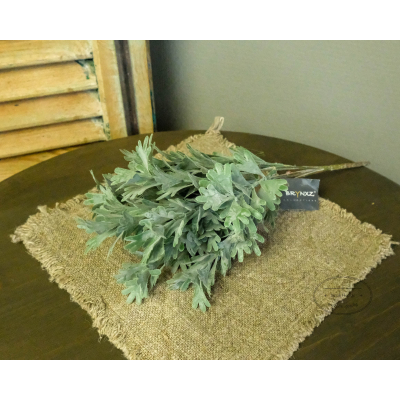 Senecio bush grey